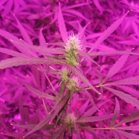 White widow  #1 growlog timeline photo