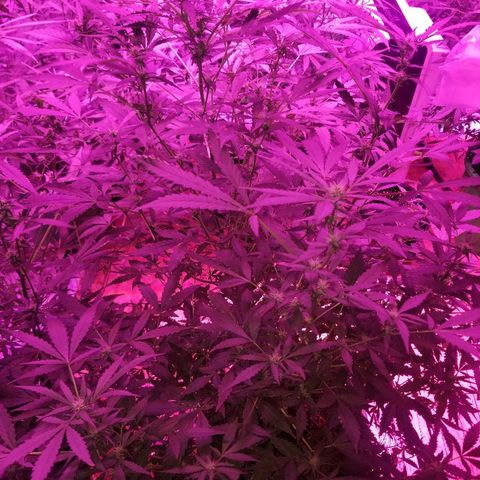 Bitchen Camaro  growlog timeline photo