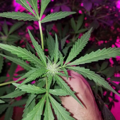 Bitchen Camaro  growlog timeline photo