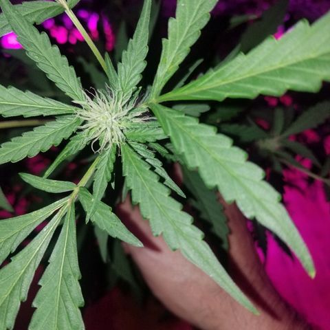 Bitchen Camaro  growlog timeline photo