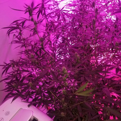 White widow  #1 growlog timeline photo