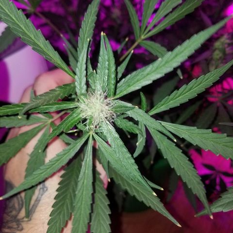 White widow  #1 growlog timeline photo