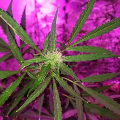 White widow  #1 growlog timeline photo