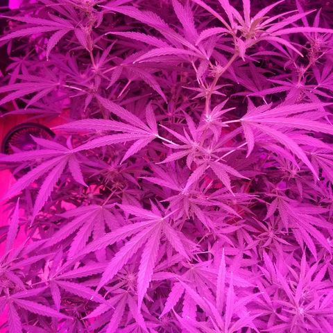 Bubblegum breath  #1 growlog timeline photo
