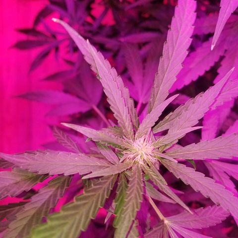 Bubblegum breath  #1 growlog timeline photo