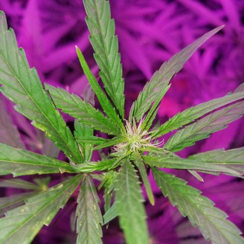 Bubblegum breath  #1 growlog timeline photo