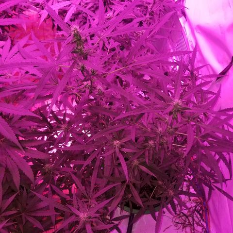 Bubblegum breath  #2 growlog timeline photo