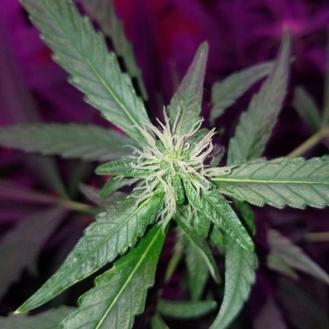 Bubblegum breath  #2 growlog timeline photo