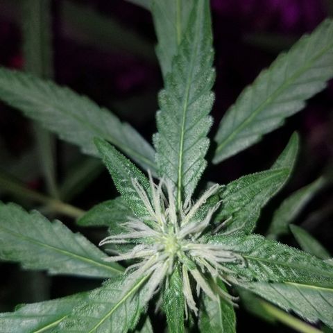 Bubblegum breath  #2 growlog timeline photo