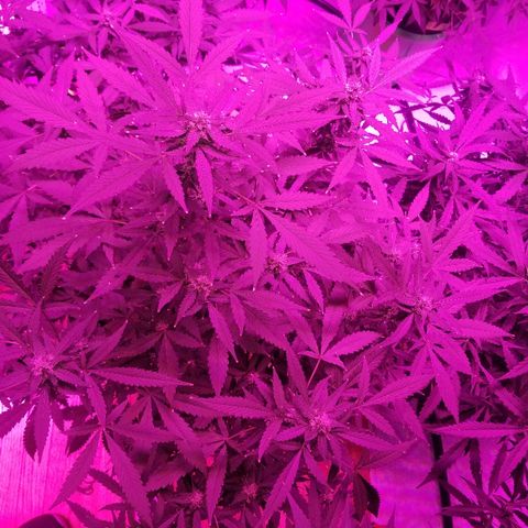 Kracken #1 growlog timeline photo