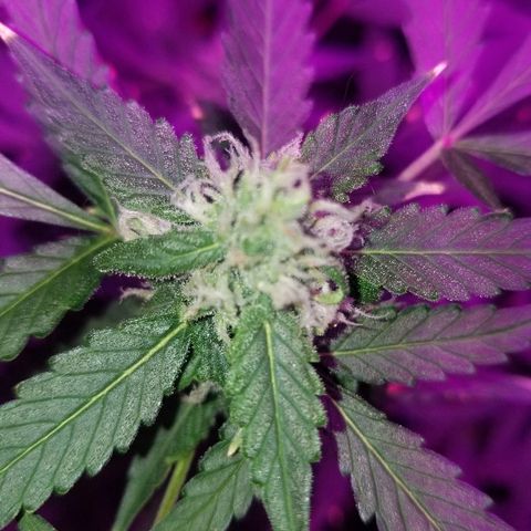 Kracken #1 growlog timeline photo