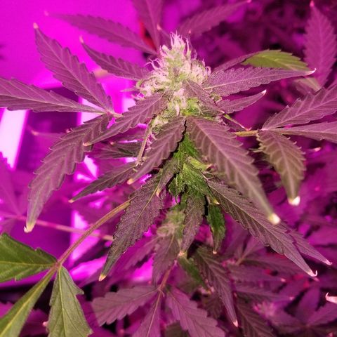 Kracken #1 growlog timeline photo