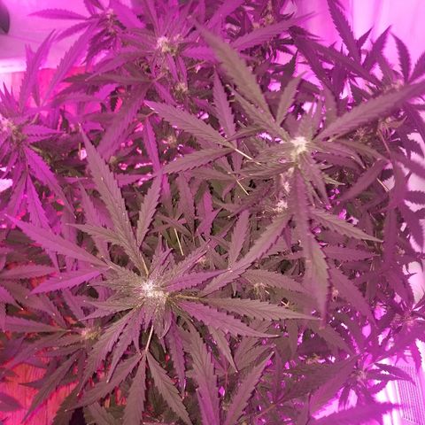 Kracken #2 growlog timeline photo