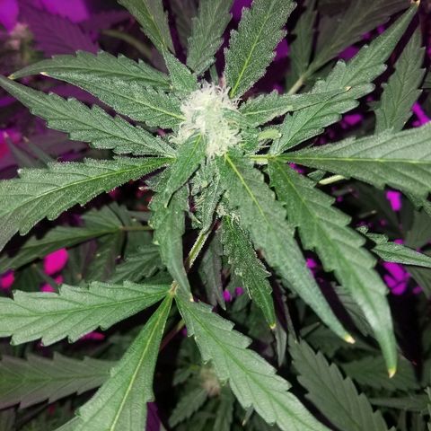 Kracken #2 growlog timeline photo