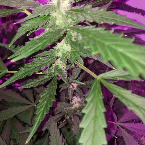 Kracken #2 growlog timeline photo
