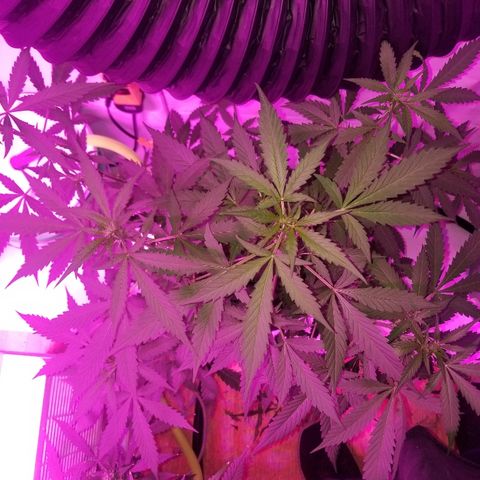 G14 #1 growlog timeline photo