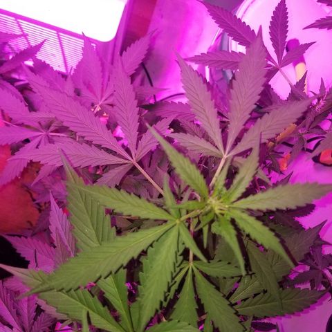 G14 #1 growlog timeline photo