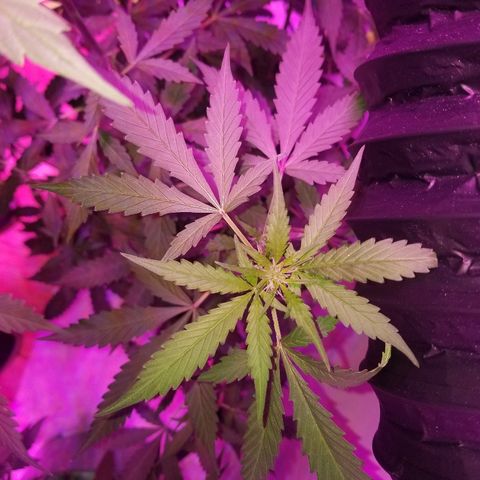 G14 #1 growlog timeline photo