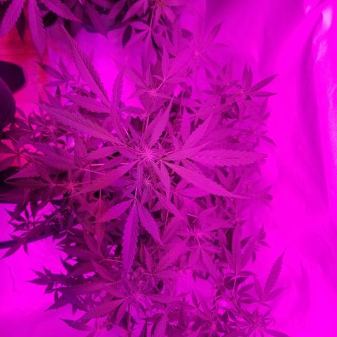 Do Si Dos Auto growlog timeline photo