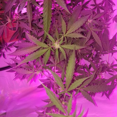 Do Si Dos Auto growlog timeline photo