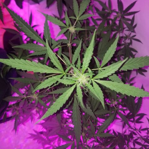 Do Si Dos Auto growlog timeline photo