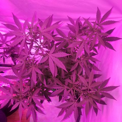 Bam Bam #1 growlog timeline photo