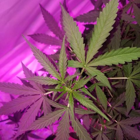 Bam Bam #1 growlog timeline photo