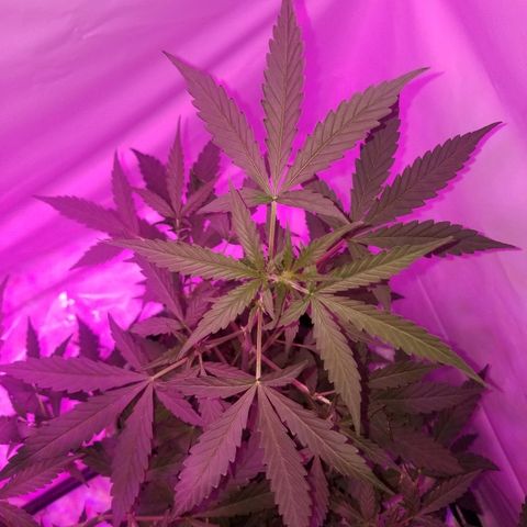 Bam Bam #1 growlog timeline photo