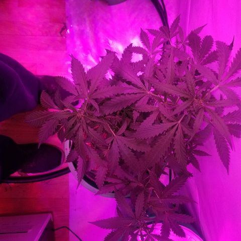Bam Bam #2 growlog timeline photo