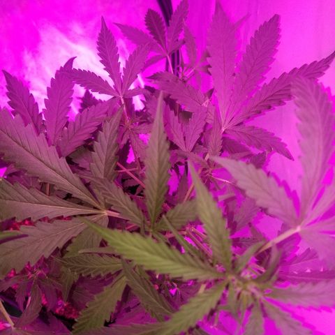 Bam Bam #2 growlog timeline photo