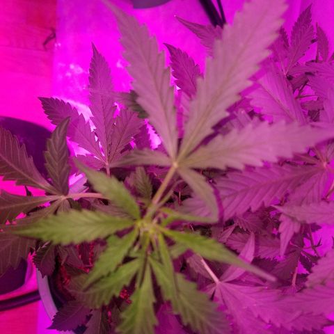 Bam Bam #2 growlog timeline photo