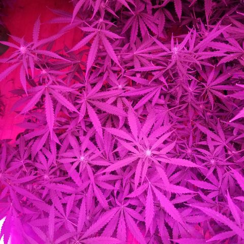 Bam Bam #3 growlog timeline photo