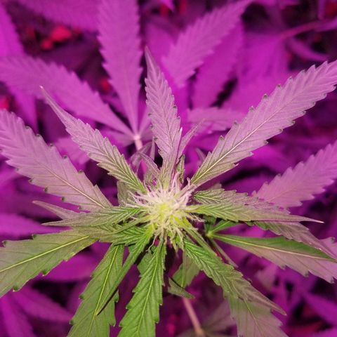 Bam Bam #3 growlog timeline photo