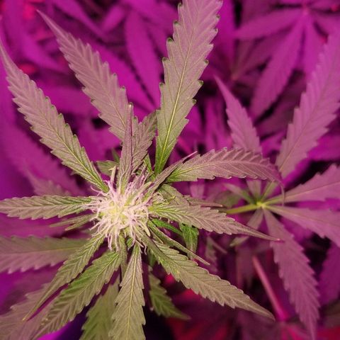Bam Bam #3 growlog timeline photo