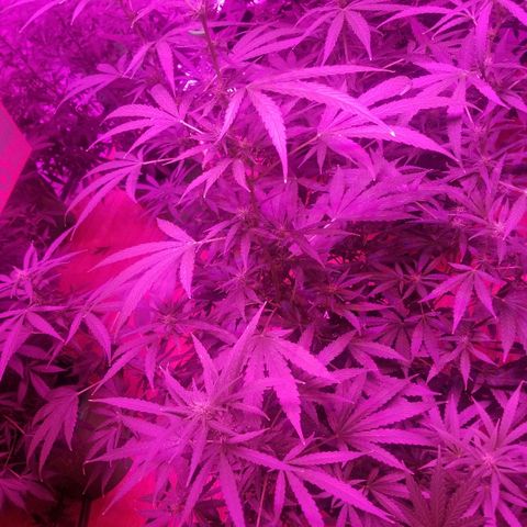 Bubblegum breath  #1 growlog timeline photo