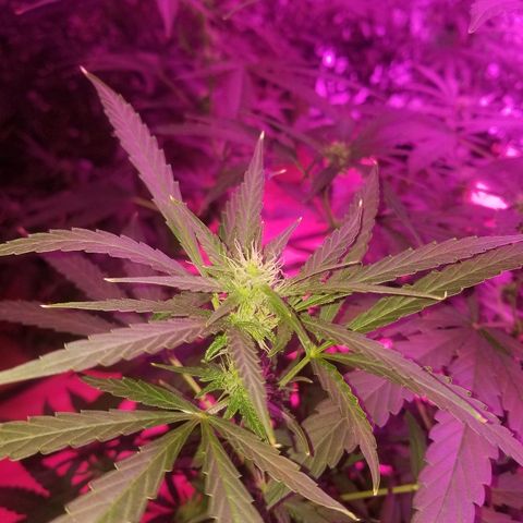 Bubblegum breath  #1 growlog timeline photo