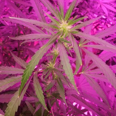 Bubblegum breath  #1 growlog timeline photo