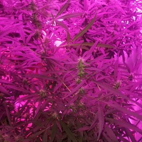 Bubblegum breath  #2 growlog timeline photo