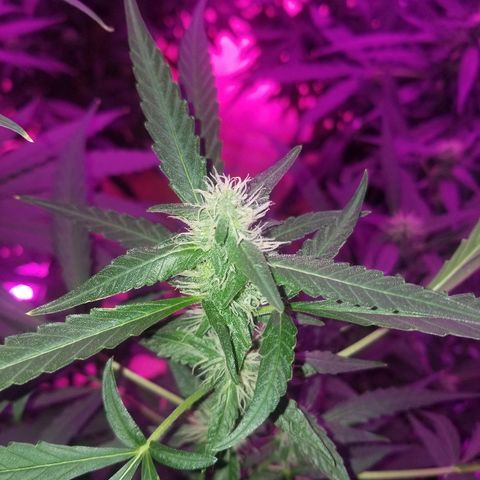Bubblegum breath  #2 growlog timeline photo
