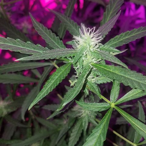 Bubblegum breath  #2 growlog timeline photo