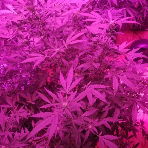 Bitchen Camaro  growlog timeline photo