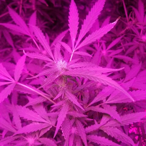 Bitchen Camaro  growlog timeline photo