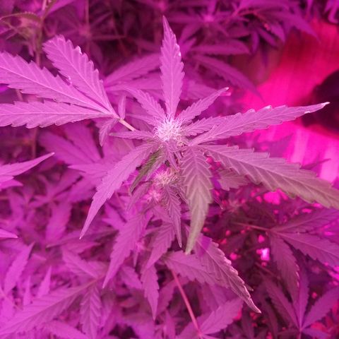 Bitchen Camaro  growlog timeline photo
