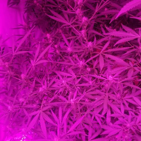 White widow  #1 growlog timeline photo