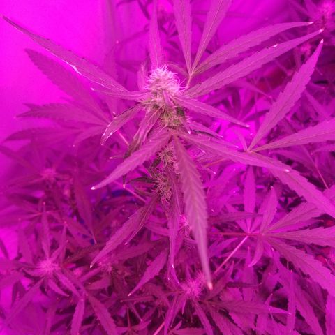 White widow  #1 growlog timeline photo