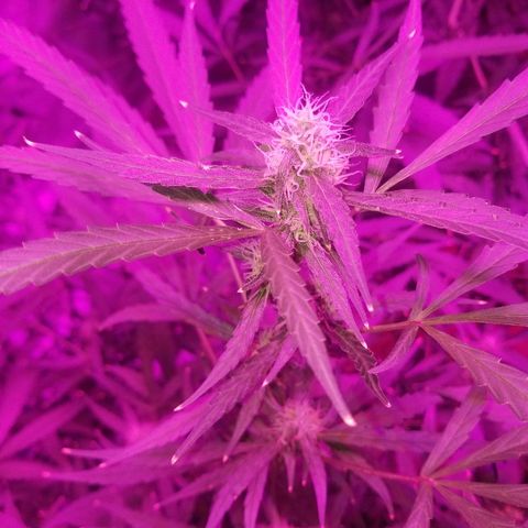 White widow  #1 growlog timeline photo