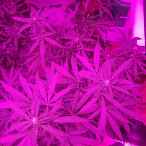 Bam Bam #3 growlog timeline photo
