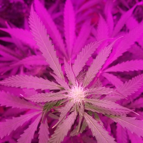 Bam Bam #3 growlog timeline photo