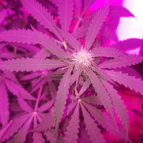 Bam Bam #3 growlog timeline photo