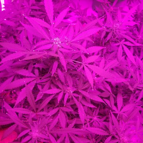 Kracken #1 growlog timeline photo